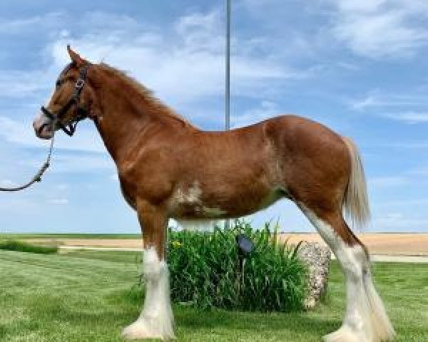 horse Janssen Farms Serrano (Clydesdale, 2018, from Willow Way Kelso)