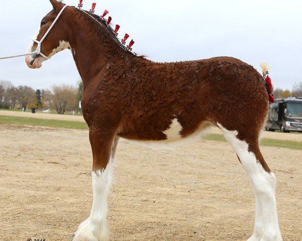 horse Janssen Farms Serendipity (Clydesdale, 2018, from Willow Way Kelso)