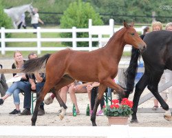 Springpferd Stute von Calido I / Acrobat I (Holsteiner, 2015, von Calido I)