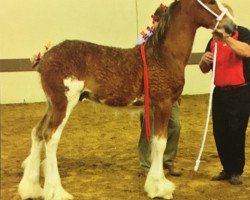 Pferd Janssen Farms Ozzy (Clydesdale, 2014, von Armageddon's Lord Nehemiah)