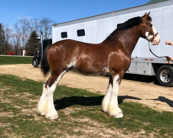 Pferd Belleau W.S. Lucky (Clydesdale, 2012, von Priest Lake Perfection)