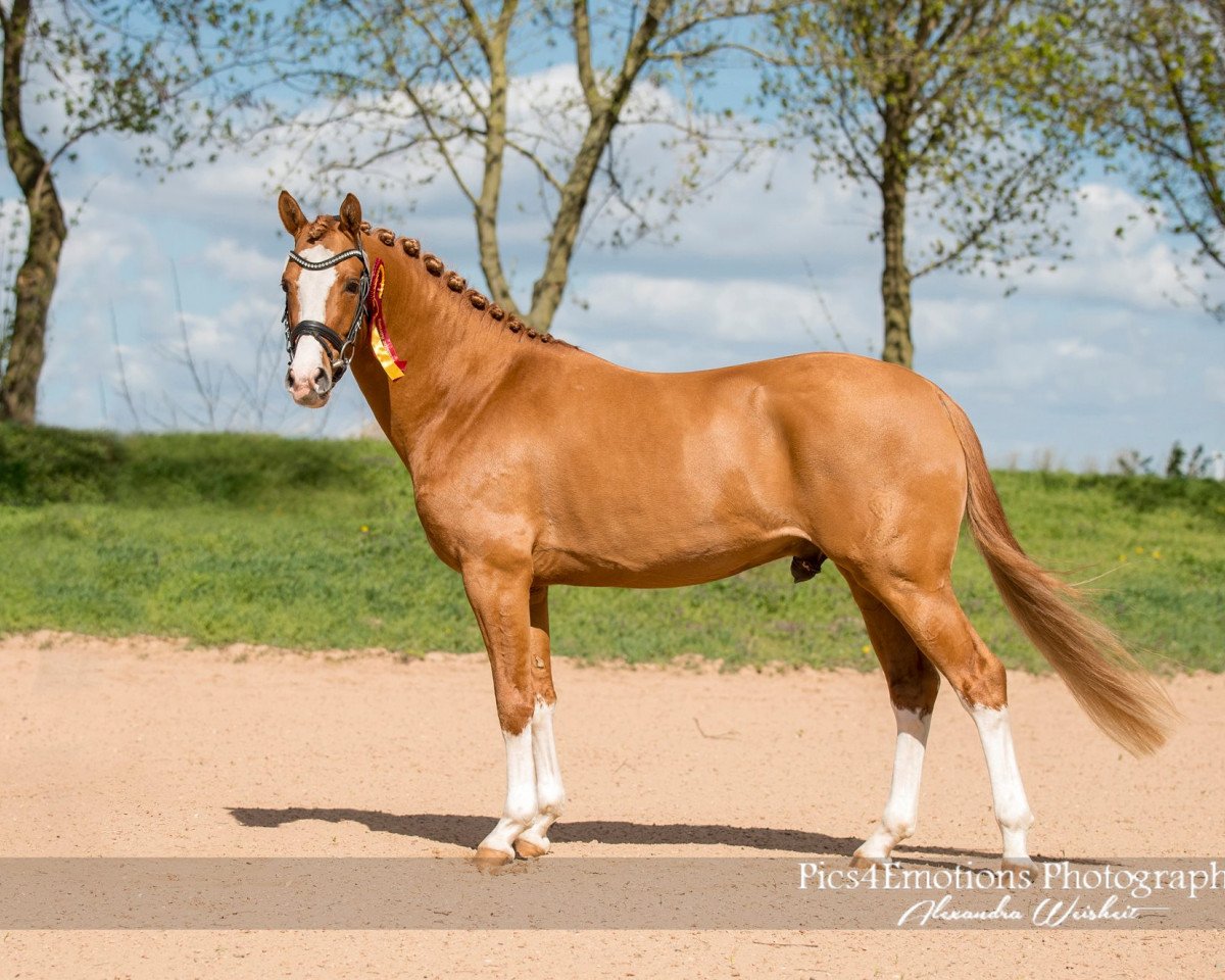 stallion Golden Eye 44 (German Riding Pony, 2014, from Golden State 2)