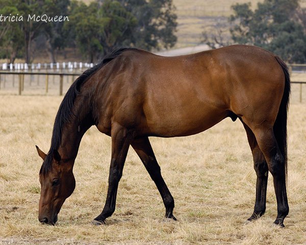 horse Might and Power xx (Thoroughbred, 1993, from Zabeel xx)