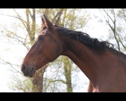 broodmare Flair (Holsteiner, 1991, from Calvadur)