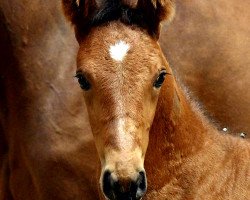 broodmare Cool Champ's Mercedes (Mecklenburg, 2016, from Cool Champ)