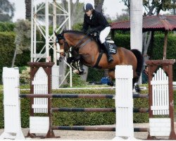 stallion Etoile S Z (Zangersheide riding horse, 2014, from Epsom Gesmeray)