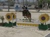 jumper Leslie 96 (Oldenburg show jumper, 2014, from Los Angeles)