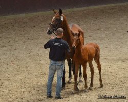 broodmare Morena (Mecklenburg, 1995, from Morgan)