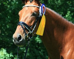 broodmare Beeten Leev (Trakehner, 2013, from Fandsy AA)