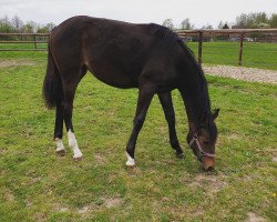 dressage horse Finest Fayola (Westphalian, 2019, from Fidertanz)