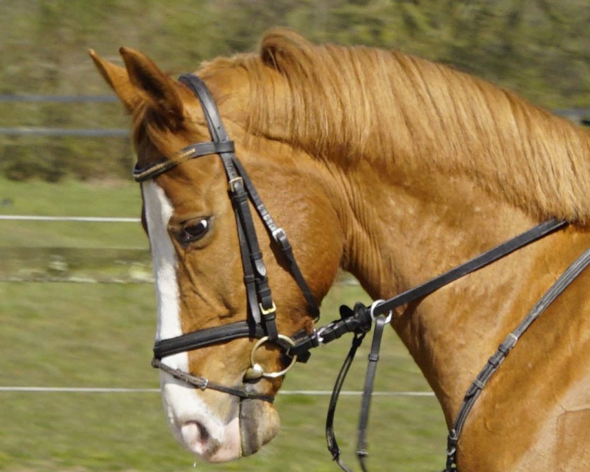 Springpferd Einstein 172 (Westfale, 2010, von Eldino)
