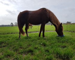 broodmare Terbofens Renaissance 112 (German Riding Pony, 2002, from Ruby Gold)