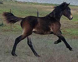 horse Toledo de Finca Barroco (Pinto,  , from Albano de Finca Barroco (Albano von Susenberger))