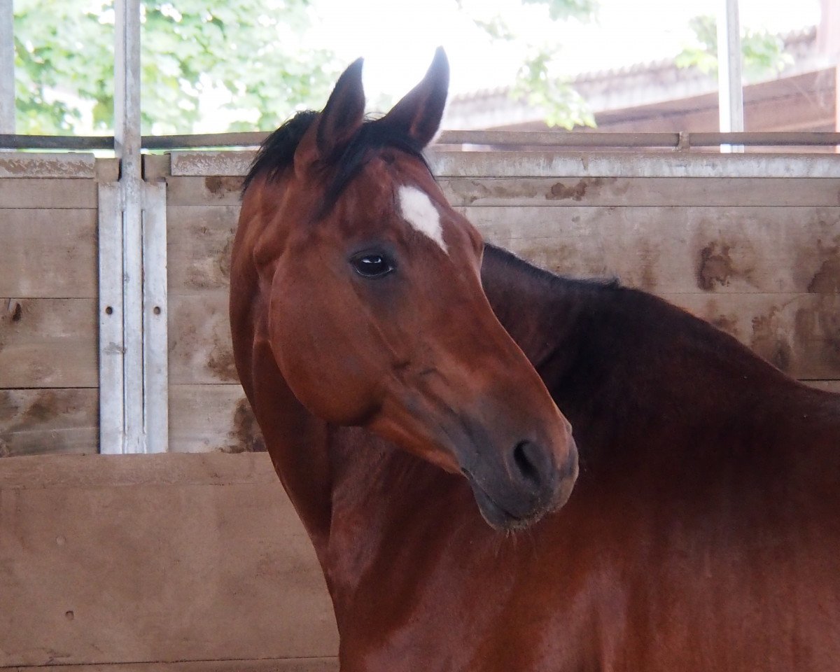 horse Robinia 9 (Trakehner, 2000, from Ravel)