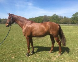 dressage horse Fürst Ruprecht (Hanoverian,  , from Fürst Nymphenburg)