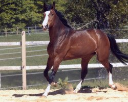 broodmare Ramira (Hanoverian, 2000, from Rabino)