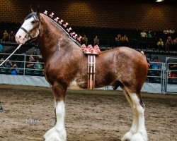 stallion Jackton's Ronnie (Clydesdale, 2016, from Doura Master Eddie)