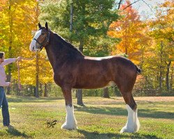 Pferd Jackton's Olaf (Clydesdale, 2015, von Jackton's Discovery)