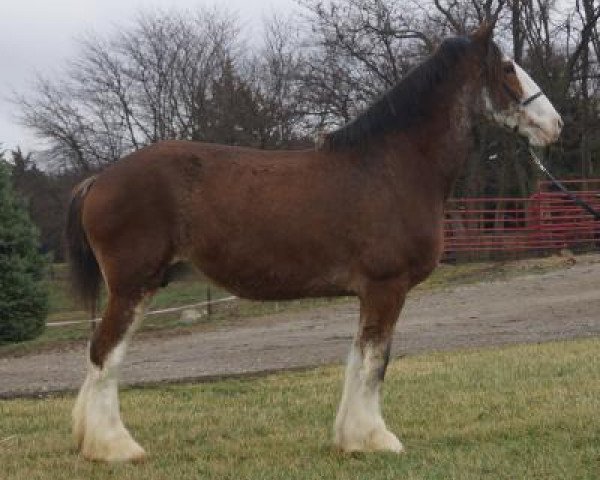 broodmare Island Breeze Janie (Clydesdale, 1999, from Green Leaf Limited Edition)