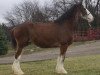 broodmare Island Breeze Janie (Clydesdale, 1999, from Green Leaf Limited Edition)