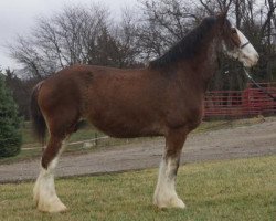 Zuchtstute Island Breeze Janie (Clydesdale, 1999, von Green Leaf Limited Edition)