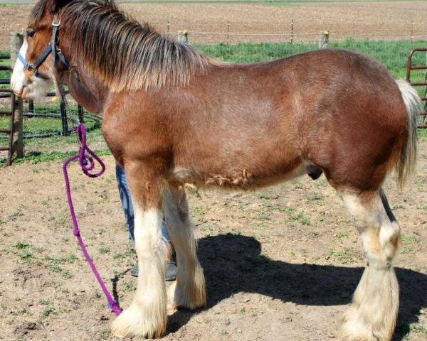 horse Doyle Farm Jeremy (Clydesdale, 2013, from Iron Horse TES Forde)