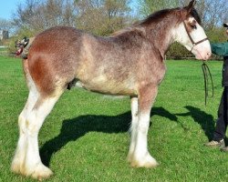 horse Iron Horse TES Lady Chrome (Clydesdale, 2013, from Iron Horse TES Forde)