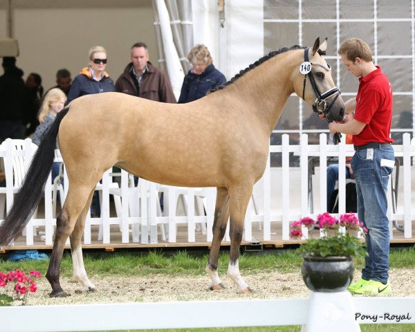 broodmare Carlotta (German Riding Pony, 2013, from Cassini)