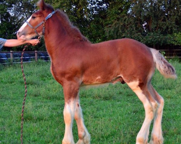 Pferd Iron Horse Stradivarius (Clydesdale, 2014, von Gregglea HC Nihilator)