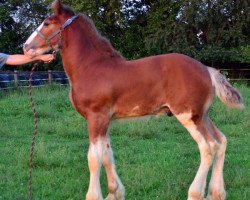 Pferd Iron Horse Stradivarius (Clydesdale, 2014, von Gregglea HC Nihilator)