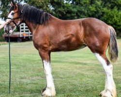 horse Iron Horse Steele Magnolia (Clydesdale, 2015, from Iron Horse MM Steele)