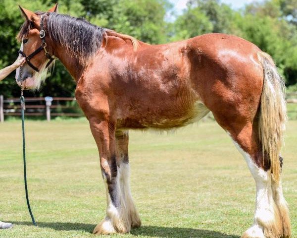 horse Iron Horse MM Shimi (Clydesdale, 2015, from May's Marquis of Iron Horse (E.T.))