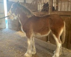 horse Drake's Manifest Destiny (Clydesdale, 2018, from Iron Horse Bob)