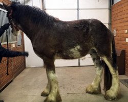 Deckhengst Iron Horse Bob (Clydesdale, 2015, von Somewhere Doc's Blackun Decker)