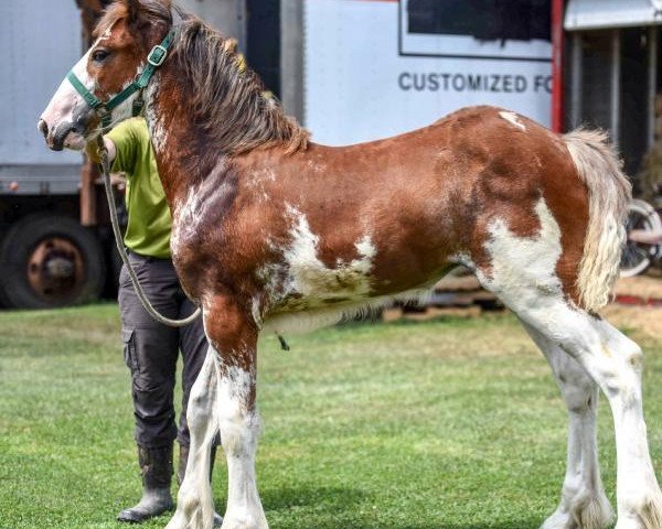 horse Iron Horse Audacious Georgia (Clydesdale, 2016, from Iron Horse MM Steele)