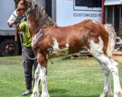 Pferd Iron Horse Audacious Georgia (Clydesdale, 2016, von Iron Horse MM Steele)