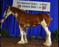 broodmare Iron Horse MM Rumour (Clydesdale, 2012, from May's Marquis of Iron Horse (E.T.))