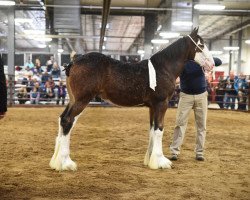 horse Iron Horse MM Marq Twain (Clydesdale, 2018, from May's Marquis of Iron Horse (E.T.))