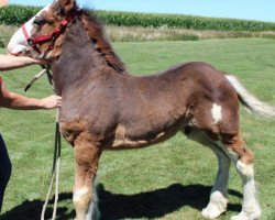 horse Iron Horse MM Maker's Marq (Clydesdale, 2018, from May's Marquis of Iron Horse (E.T.))