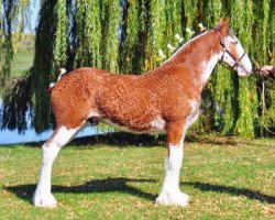 horse Iron Horse MM Lady's Rayce (Clydesdale, 2011, from May's Marquis of Iron Horse (E.T.))