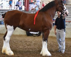 horse Iron Horse MM Lady's Pinnacle (Clydesdale, 2009, from May's Marquis of Iron Horse (E.T.))