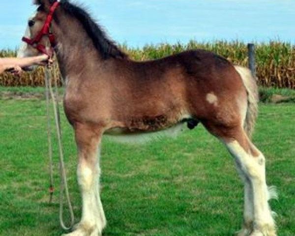 Pferd Iron Horse MM Cennick (Clydesdale, 2012, von May's Marquis of Iron Horse (E.T.))