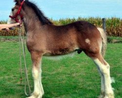 horse Iron Horse MM Cennick (Clydesdale, 2012, from May's Marquis of Iron Horse (E.T.))