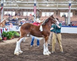 horse Iron Horse MM Callin Baton Rouge (Clydesdale, 2019, from May's Marquis of Iron Horse (E.T.))