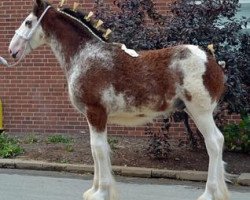 Pferd Iron Horse MM Audacious Playboy (Clydesdale, 2013, von May's Marquis of Iron Horse (E.T.))