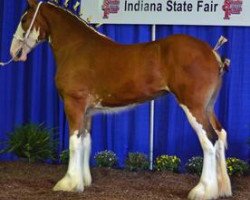 horse Iron Horse MM Audacious Remarq (Clydesdale, 2012, from May's Marquis of Iron Horse (E.T.))