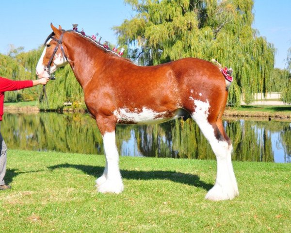 Pferd Iron Horse MM Allegro (Clydesdale, 2009, von May's Marquis of Iron Horse (E.T.))