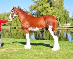 horse Iron Horse MM Allegro (Clydesdale, 2009, from May's Marquis of Iron Horse (E.T.))