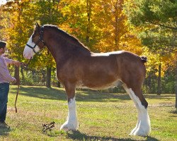 horse Irish Thunder's I'm Impressive (Clydesdale, 2015, from Donegal Major Factor)