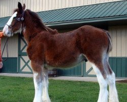 Pferd Irish Thunder's Fast N Furious (Clydesdale, 2015, von Freedom Majestic Liverpool)